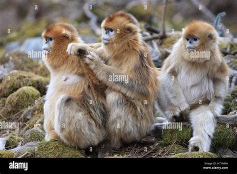 Golden Snub Nosed Monkey Rhinopithecus Roxellana Females Grooming