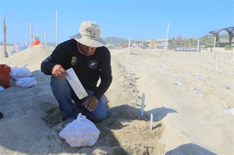 Más de 500 nidos y 30 mil huevos de tortuga golfina son resguardados