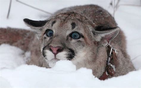 Puma In The Snow Digital Print Etsy