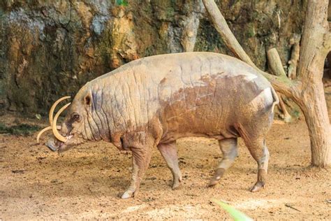 Babirusa definition and meaning | Collins English Dictionary