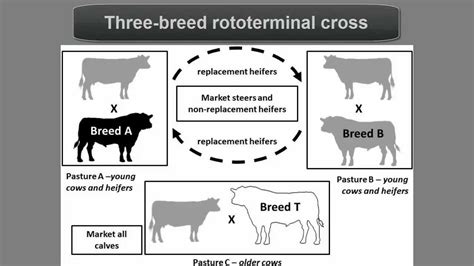 Line Breeding Cattle Diagram