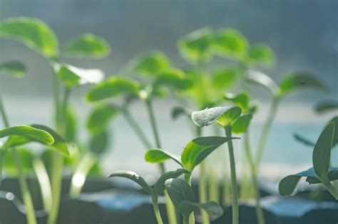 Um Close Up De Uma Planta Em Uma Panela O Sol Brilhando Nas Folhas