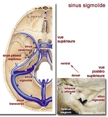 Cr Ne Tage Post Rieur Le Foramen Jugulaire