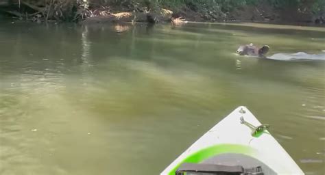 Turistas Quedan Paralizados Al Ver Danta Nadando En R O Tres Amigos En