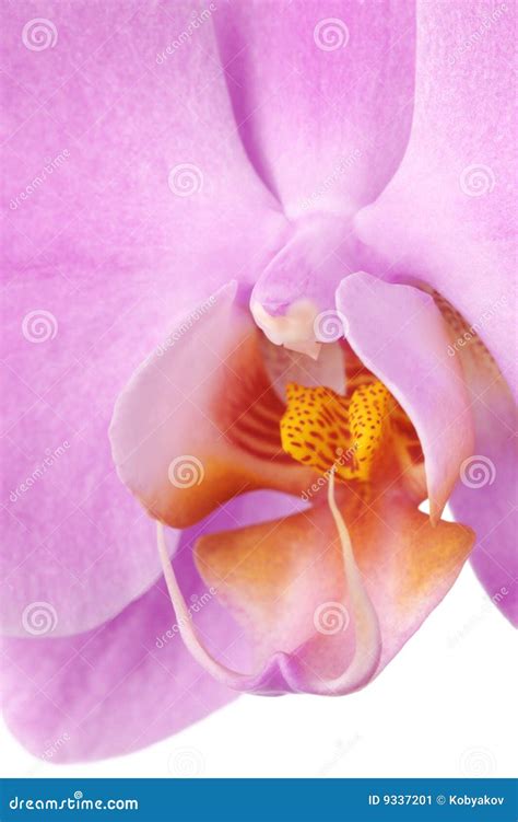 Pink Phalaenopsis Or Moth Dendrobium Orchid Flower Royalty Free Stock