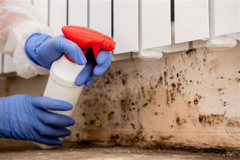 Mold Remediation Important Dos And Don Ts You Need To Know