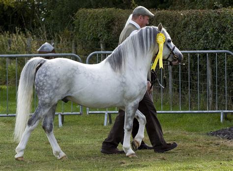 Welsh Pony | Welsh pony, Pony breeds, Dapple grey horses