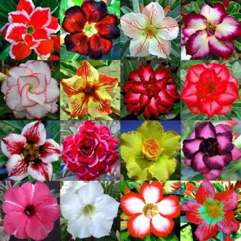 100 Sementes de Rosas do Deserto Mix de Cores e espécies variadas