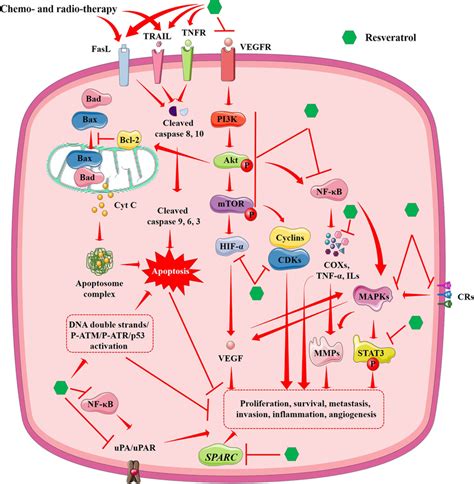 A Schematic Overview Of The Mechanism Of Anticancer Effect Of