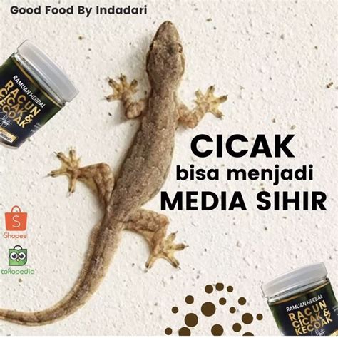 Jual Rck Racun Cicak Kecoa Herbal Shopee Indonesia