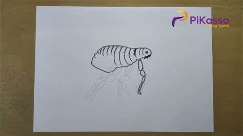 How To Draw A Flea Easy Step By Step Youtube