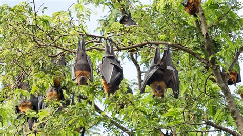 The Size Of The Philippine Flying Fox