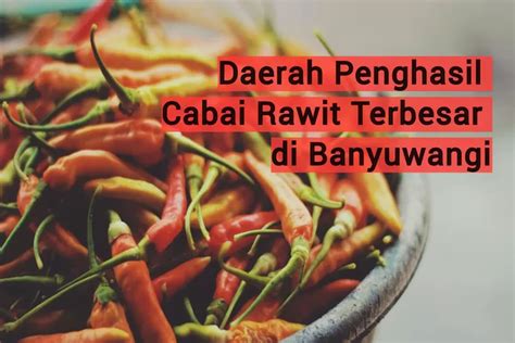 Daerah Penghasil Cabai Rawit Terbesar Di Kabupaten Banyuwangi Juara