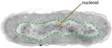 plasmid function in prokaryotic cells