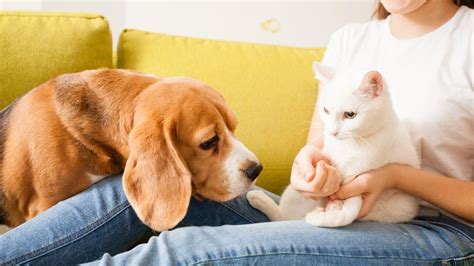 ¿cómo Mejorar La Convivencia Entre Perros Y Gatos Sieger Guide