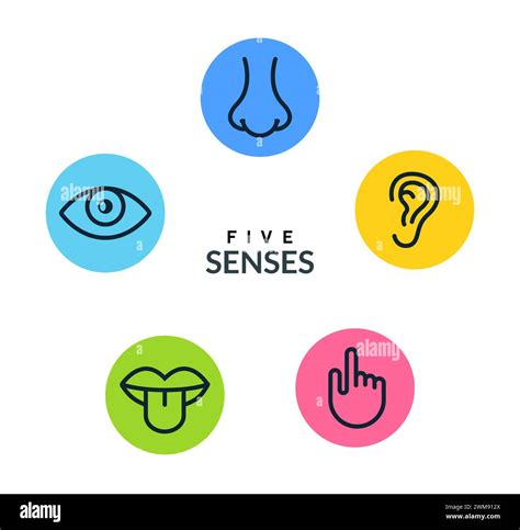 Five Human Senses Vision Eye Smell Nose Hearing Ear Touch Hand