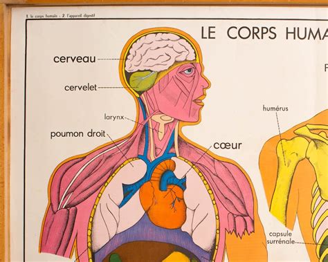 Anatomie Du Corps