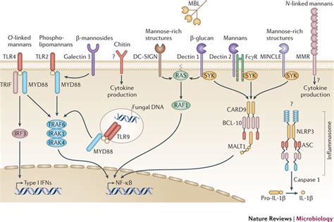 The Main Pattern Recognition Receptors Involved In Recognizing Candida