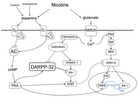 Diagram Of Darpp 32 Signalling Ac Adenylyl Cyclase Creb Download Scientific Diagram