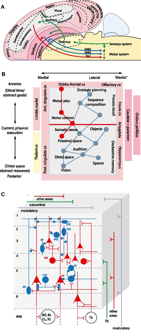 Figure From Toward A Genetic Dissection Of Cortical Circuits In The