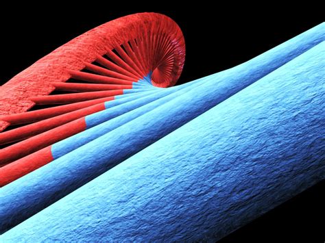 Protein Synthesis 3D Model - 3D Models World