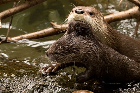 Oregon Zoos Baby Otter Gets A Swimming Lesson With Video The Columbian