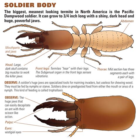 Anatomy Of A Termite - Anatomy Reading Source