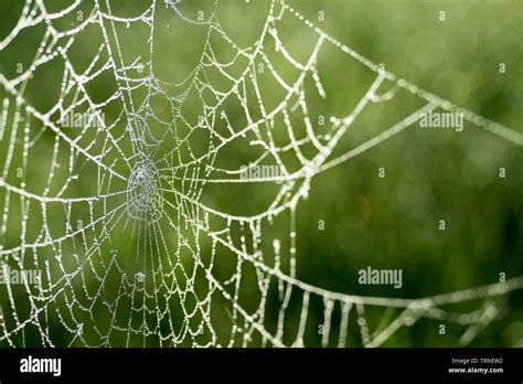 Spinnennetz Mit Tau Stockfotos Und Bilder Kaufen Alamy