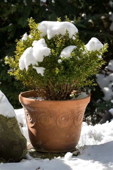 Growing Evergreens In Pots 5 Great Varieties To Grow Year Round