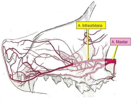 Anatomía maxilofacial Diplomado en Cirugía y Cuidados Intensivos de