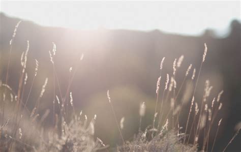 Free Images Water Nature Light Fog Mist Sunlight Morning Leaf