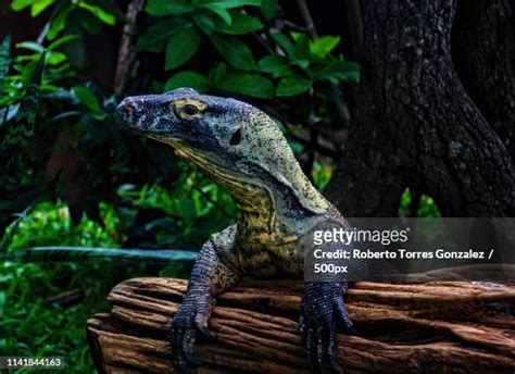 Komodo Dragon Eye Photos and Premium High Res Pictures - Getty Images