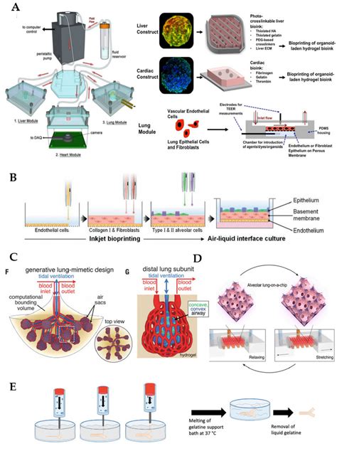 Fabrication Of Functional Lung In Vitro Models A Overall Design And