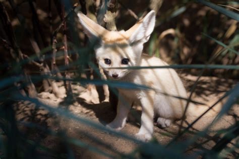 Four Female Fennec Fox Kits Emerge From The Den Zooborns