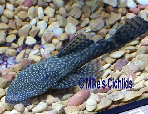 Catfish And Plecosbristlenose Ancistrus Mikes Cichlids Inc