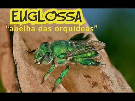 como faço caixa para abelha SOLITÁRIA I Euglossa I das ORQUÍDEAS YouTube