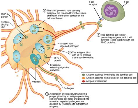 Antigens Immune System