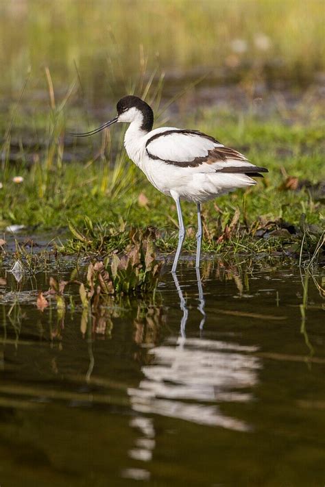 France Somme Baie De Somme Nature License Image 13979379 Lookphotos