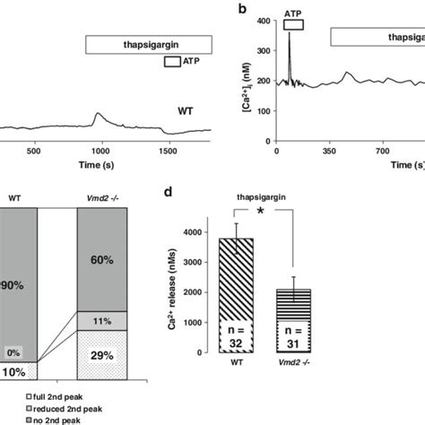 Effects Of Thapsigargin On ATP Induced Intracellular Ca 2 Transients