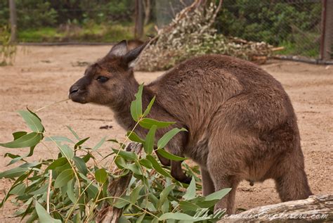 A day in Melbourne Zoo | The Nomadic Explorers | Australian Travel Blog