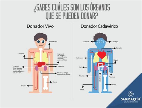 Sabes cuáles son los órganos que se pueden donar En México los