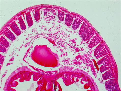 Review Squirmy Tropics Prepared Microscope Slides · Stem Mayhem