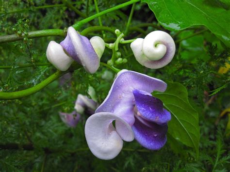 Snail vine 2 seeds Vigna caracalla Cochliasanthus | Etsy