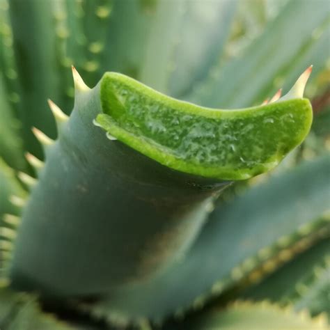 Utilizzi Dellaloe Arborescens Anche Quelli Che Non Vogliono Dirti