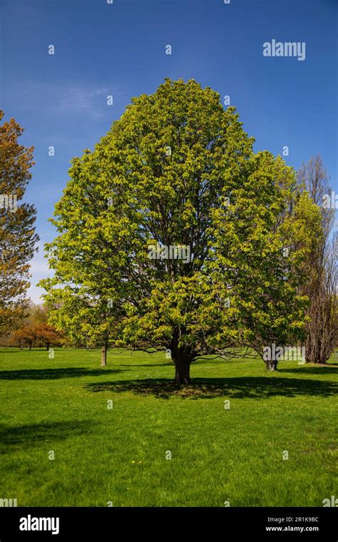 Horse Chestnut Aesculus Hippocastanum Tree Royal Botanical Gardens