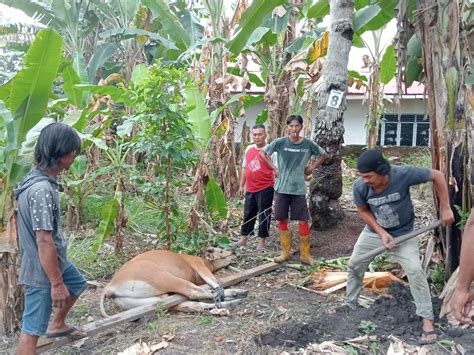 Pemotongan Hewan Qurban RT 7 8 9 Pasir Putih MASJID NURUL AMANAH