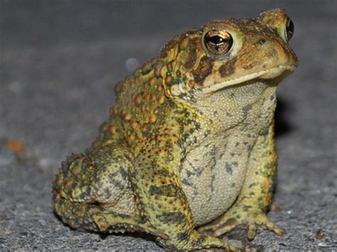 Verbophilia Frog Prince Poetry Blog 5 Hazel Tells Laverne