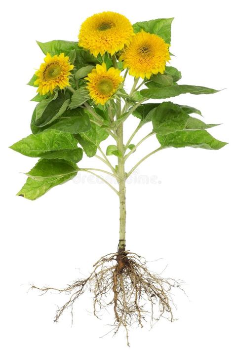 Sunflowers Roots Isolated Stock Photo - Image: 59162964