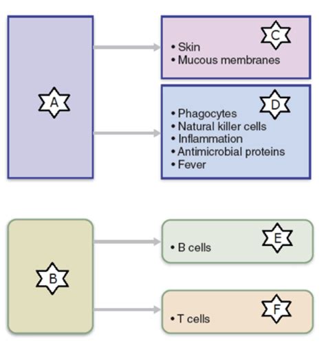 Lymphatic System And Immunity Lecture Hw Diagram Quizlet