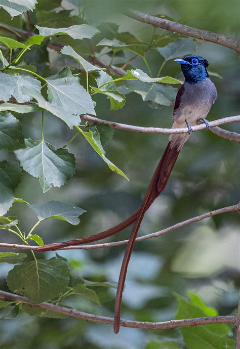 Male Amur Paradise Flycatcher Rufous Morph Hebei China SU LI Flickr